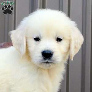 Shane, English Cream Golden Retriever Puppy