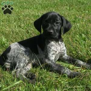 Shannon, German Shorthaired Pointer Puppy
