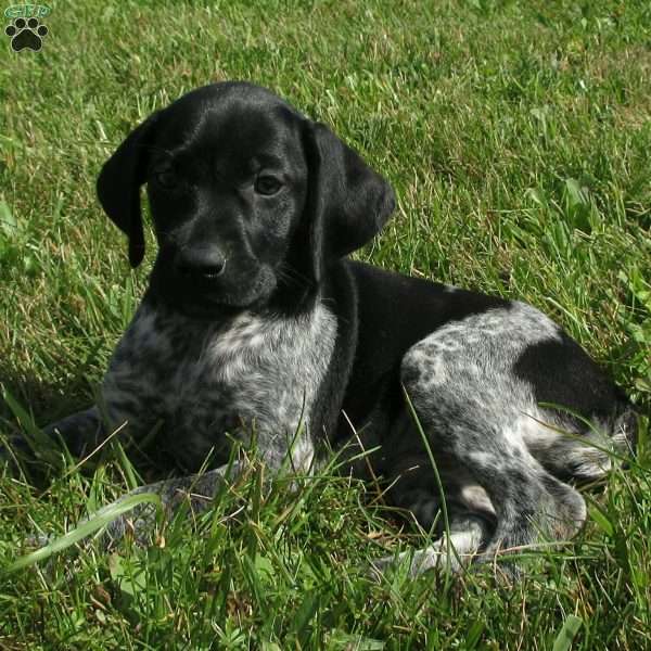 Shannon, German Shorthaired Pointer Puppy