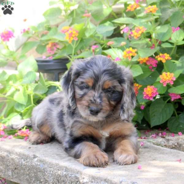 Shaw, Springerdoodle Puppy