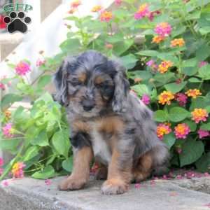 Shaw, Springerdoodle Puppy