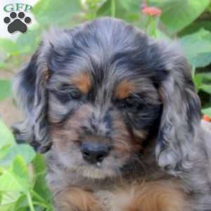 Shaw, Springerdoodle Puppy