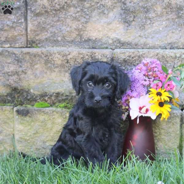Sheila, Miniature Poodle Mix Puppy