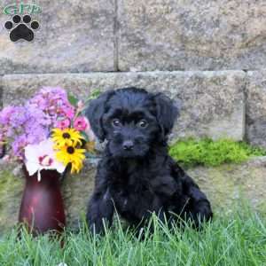 Sheila, Miniature Poodle Mix Puppy