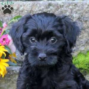 Sheila, Miniature Poodle Mix Puppy