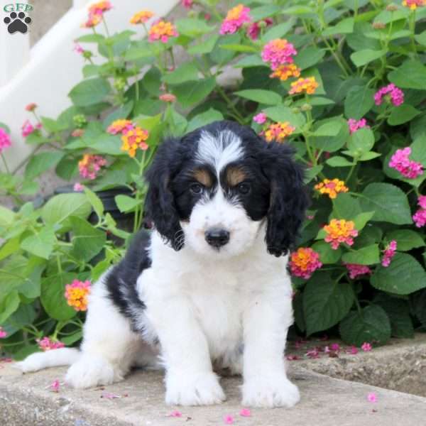 Sheldon, Springerdoodle Puppy