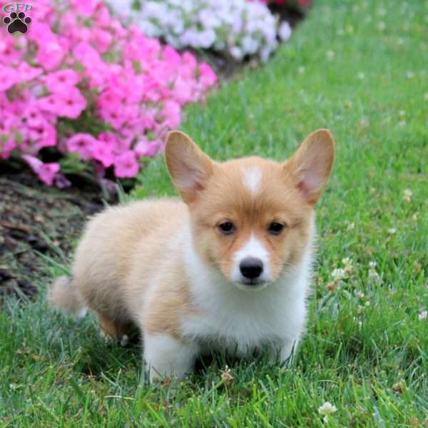 Sheldon, Pembroke Welsh Corgi Puppy