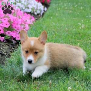 Sheldon, Pembroke Welsh Corgi Puppy