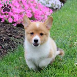 Sheldon, Pembroke Welsh Corgi Puppy