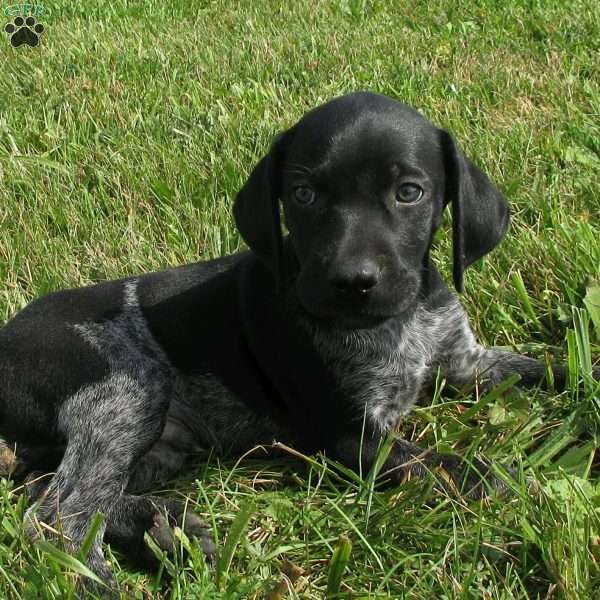Sheldon, German Shorthaired Pointer Puppy