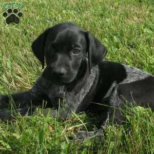 Sheldon, German Shorthaired Pointer Puppy