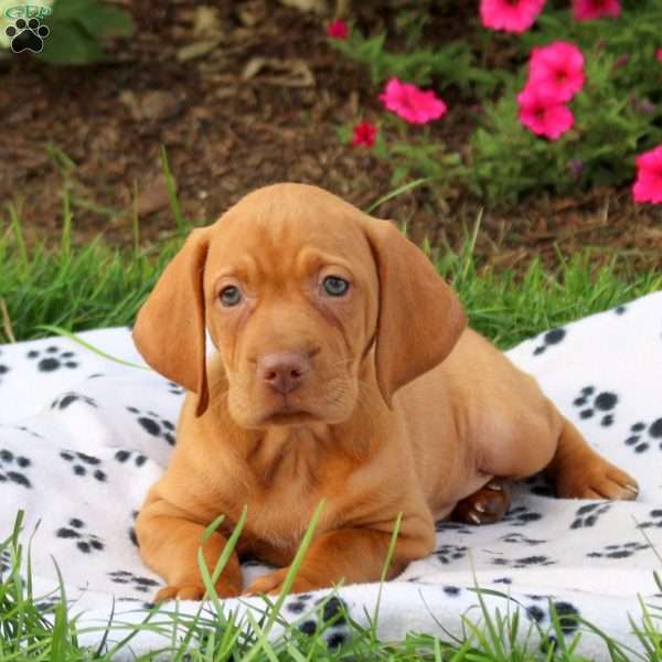 Sheriff, Vizsla Puppy