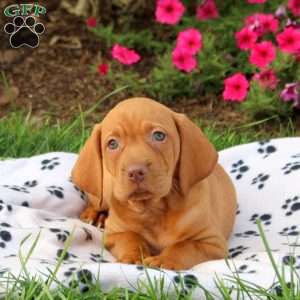Sheriff, Vizsla Puppy