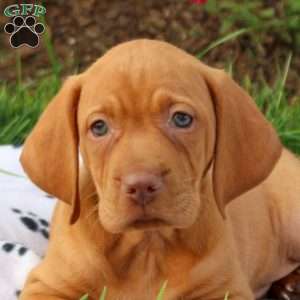 Sheriff, Vizsla Puppy