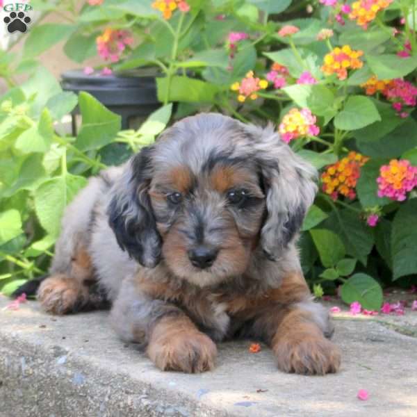 Shiloh, Springerdoodle Puppy