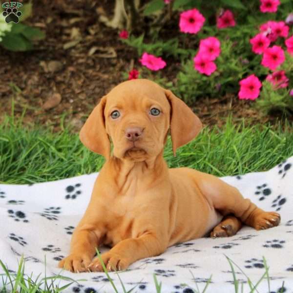 Shiloh, Vizsla Puppy