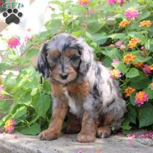 Shiloh, Springerdoodle Puppy