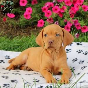 Shiloh, Vizsla Puppy