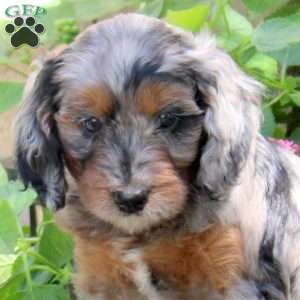 Shiloh, Springerdoodle Puppy