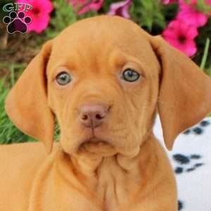 Shiloh, Vizsla Puppy