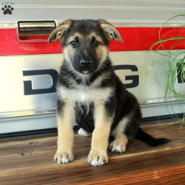 Shiona, German Shepherd Puppy