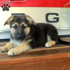 Shiona, German Shepherd Puppy