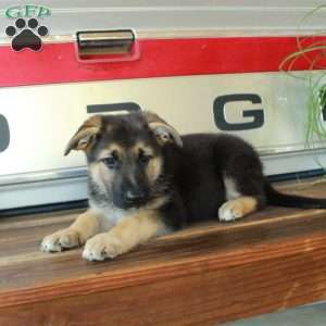Shiona, German Shepherd Puppy