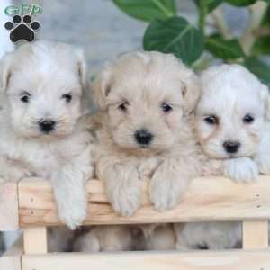 Eden, Maltipoo Puppy