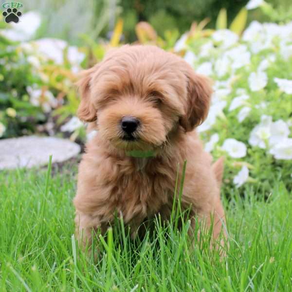 Sienna, Toy Poodle Mix Puppy
