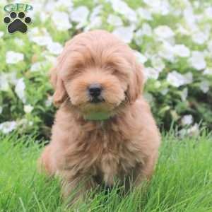 Sienna, Toy Poodle Mix Puppy