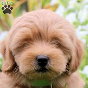 Sienna, Toy Poodle Mix Puppy