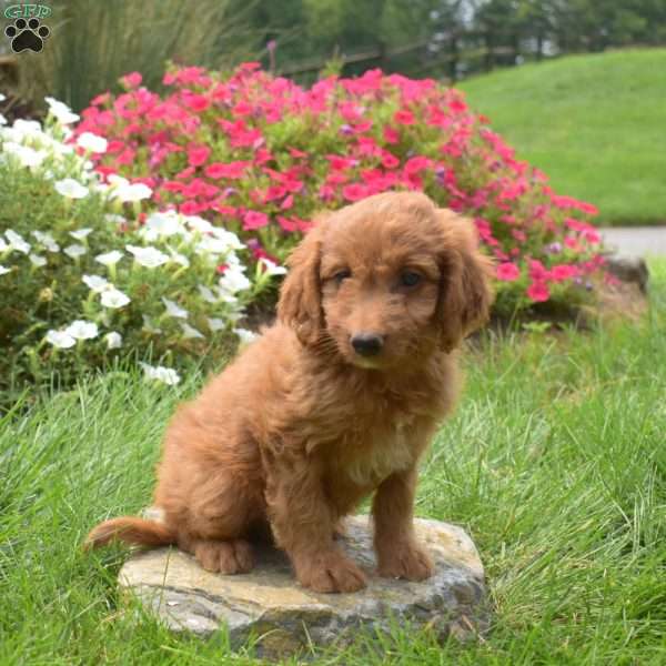 Sierra, Mini Goldendoodle Puppy
