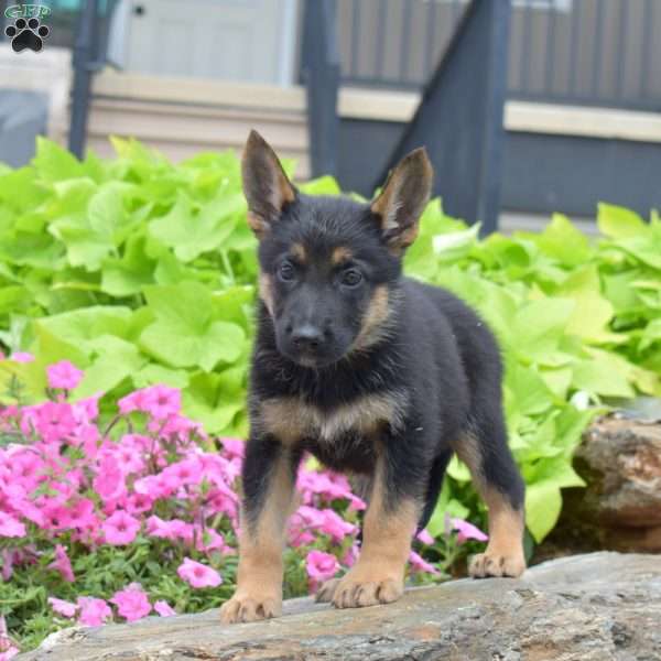 Sierra, German Shepherd Puppy