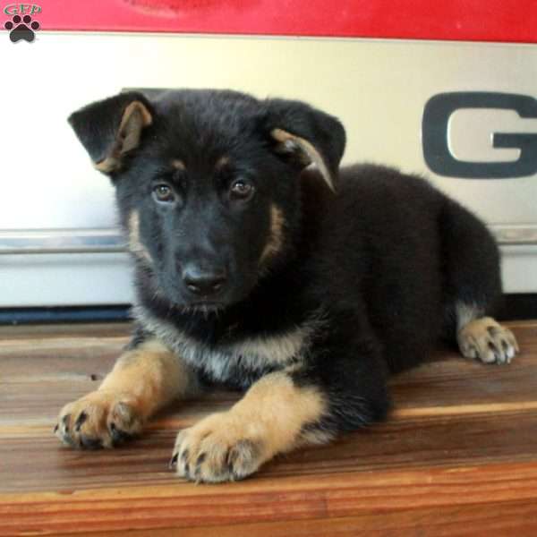 Sierra, German Shepherd Puppy
