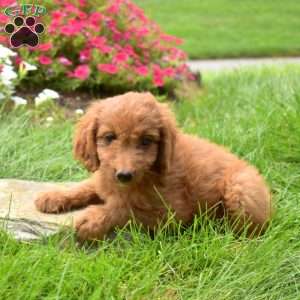 Sierra, Mini Goldendoodle Puppy