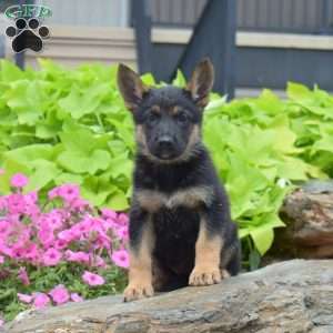 Sierra, German Shepherd Puppy
