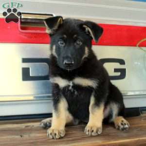 Sierra, German Shepherd Puppy