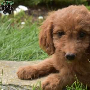 Sierra, Mini Goldendoodle Puppy