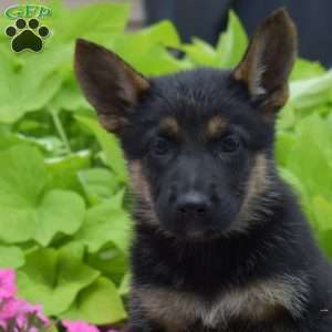 Sierra, German Shepherd Puppy