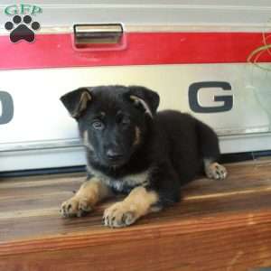 Sierra, German Shepherd Puppy