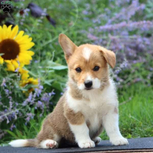 Sierra, Pembroke Welsh Corgi Puppy