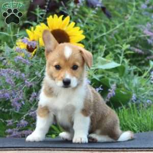 Sierra, Pembroke Welsh Corgi Puppy