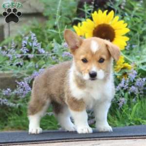 Sierra, Pembroke Welsh Corgi Puppy