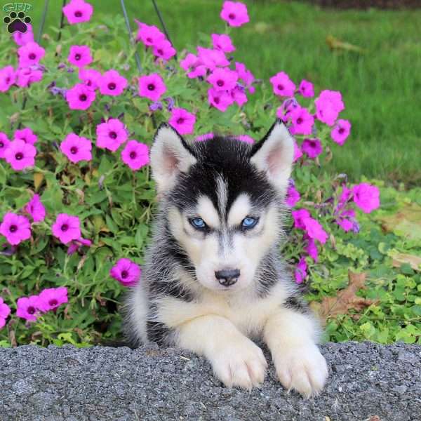 Silas, Siberian Husky Puppy