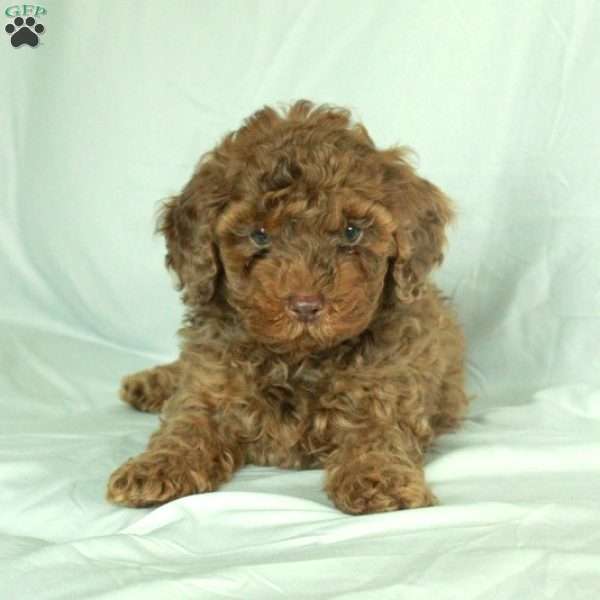 Silas, Toy Poodle Puppy