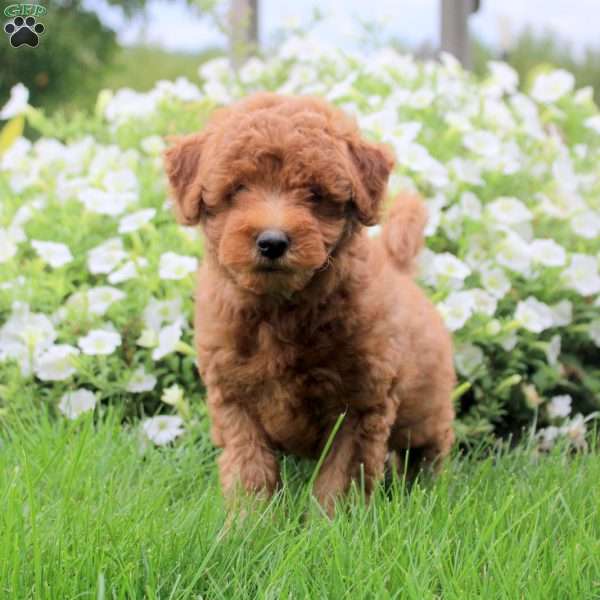 Silas, Toy Poodle Mix Puppy