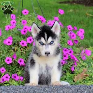 Silas, Siberian Husky Puppy
