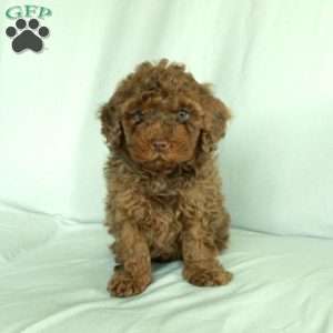Silas, Toy Poodle Puppy