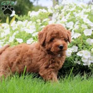 Silas, Toy Poodle Mix Puppy