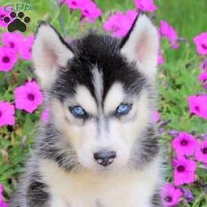 Silas, Siberian Husky Puppy